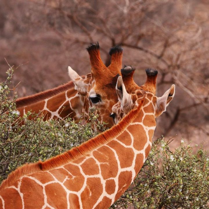 Afrique / Moyen-Orient